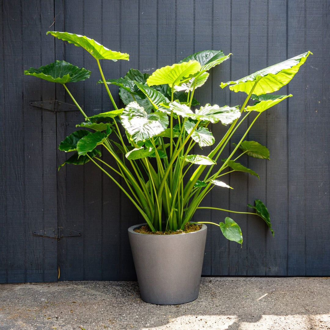elephant ear plant standing straight up Alocasia Giant Upright Odora (Elephant Ear)