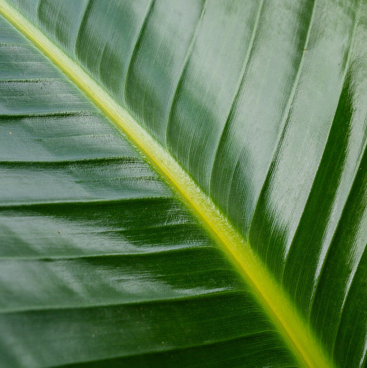 Giant Bird of Paradise (Strelitzia nicolai)