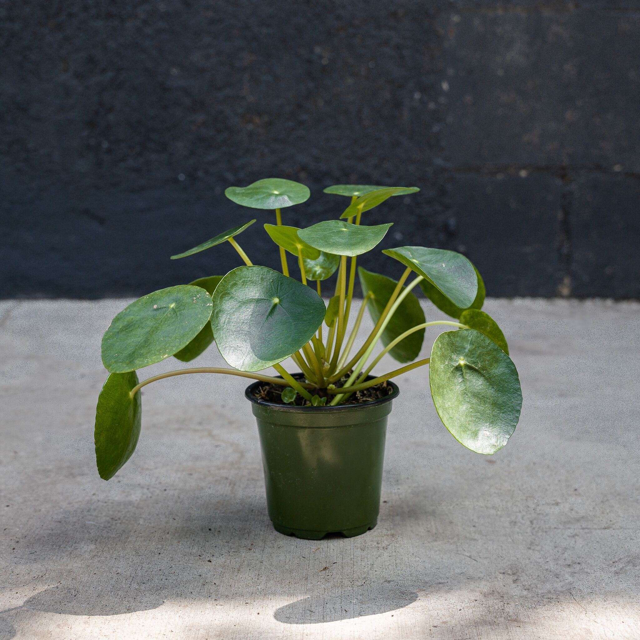 Rolling Greens Chinese Money Plant - Thumbnail 3