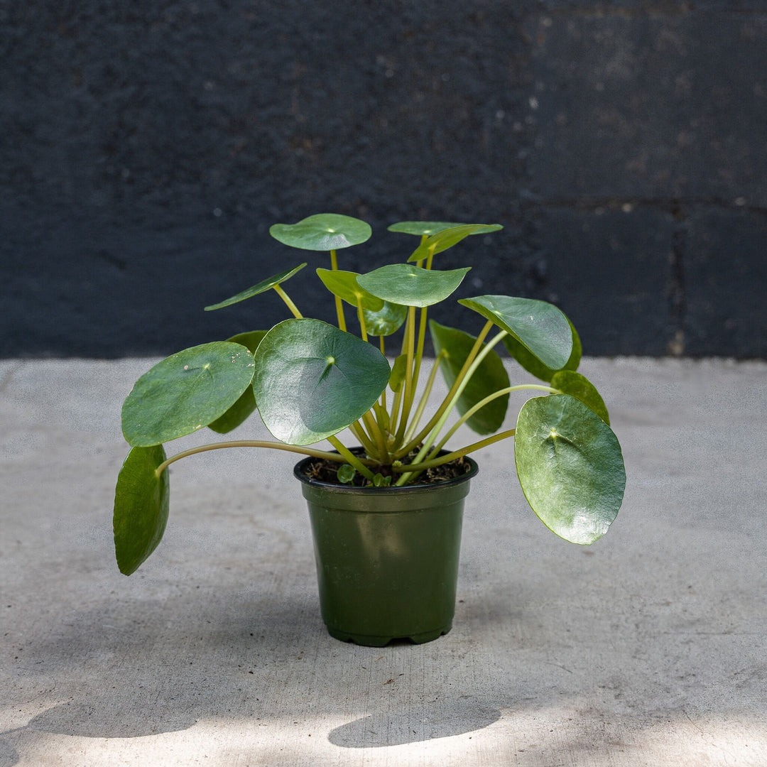 chinese money plant philippines Chinese Money Plant (Pilea Peperomioides)