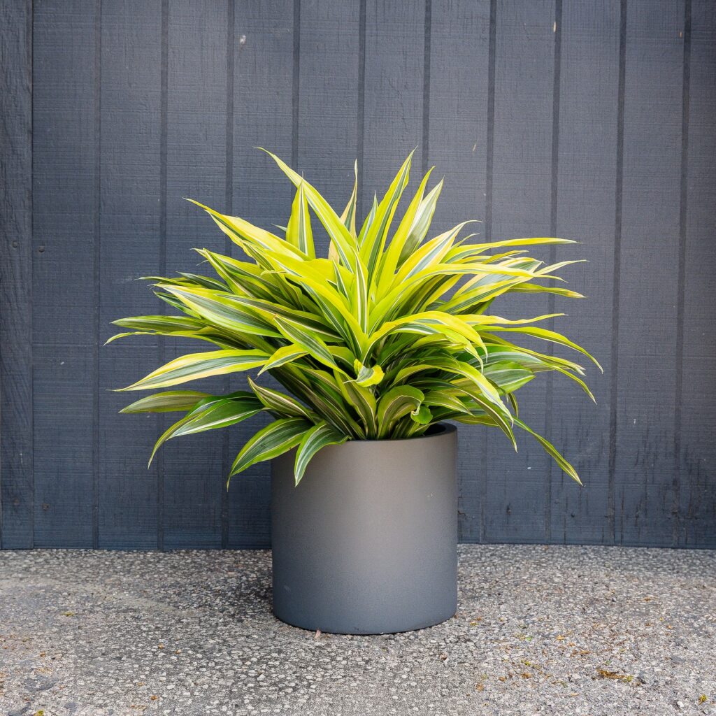 dracaena deremensis care Dracaena Green Stripe (Dracaena Deremensis)