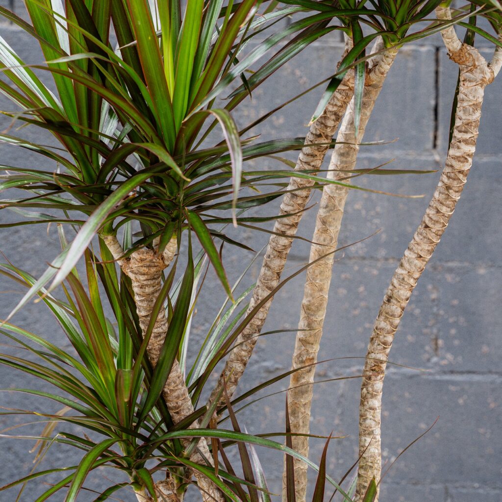 Dragon Plant (Dracaena 'Magenta')
