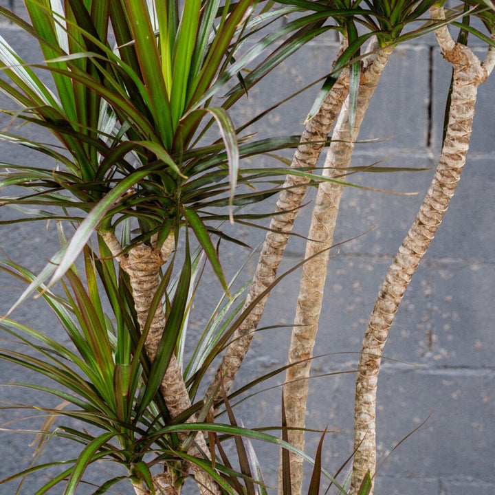 Dragon Plant (Dracaena 'Magenta')