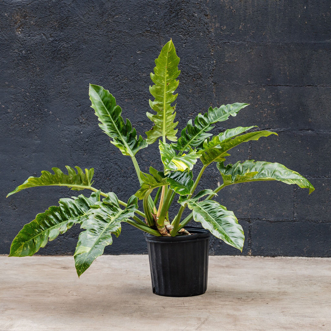 philodendron fraternum Philodendron Ring of Fire (Philodendron serratum) – Rolling Greens