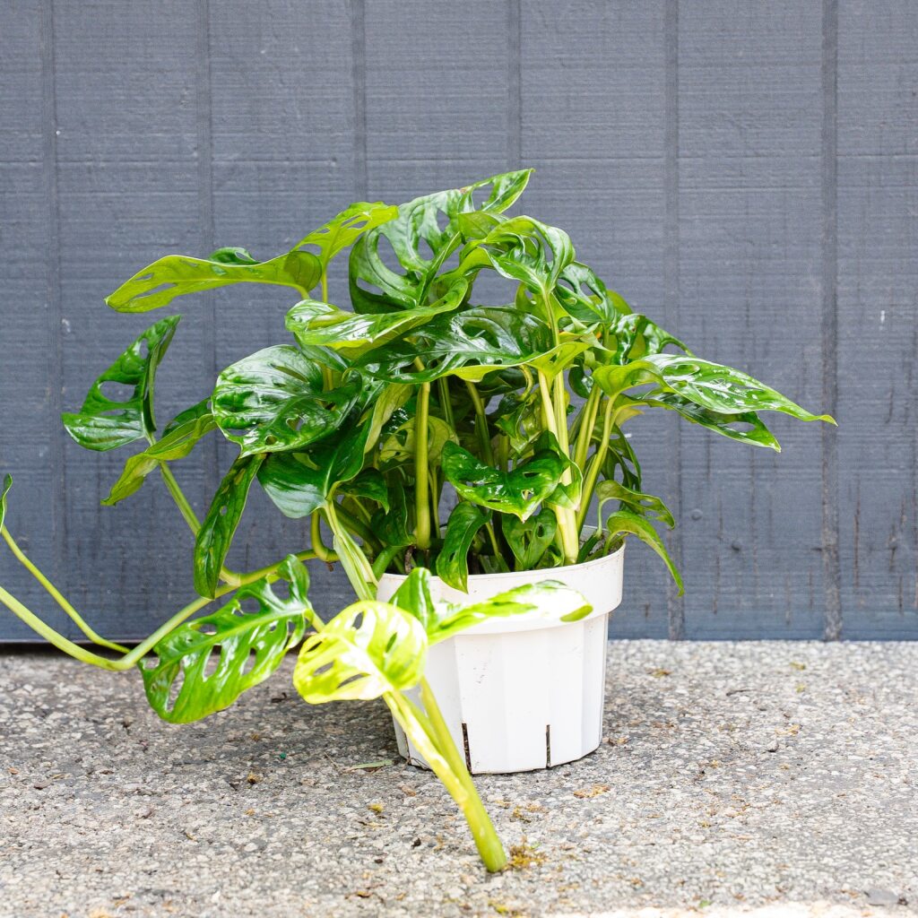 Swiss Cheese Plant (Monstera adansonii – Wide Form)
