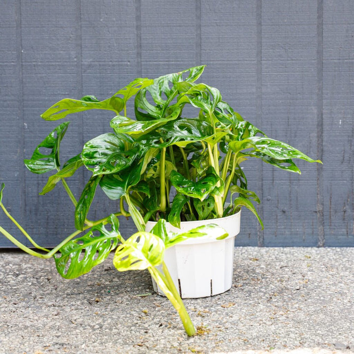 Swiss Cheese Plant (Monstera adansonii – Wide Form)