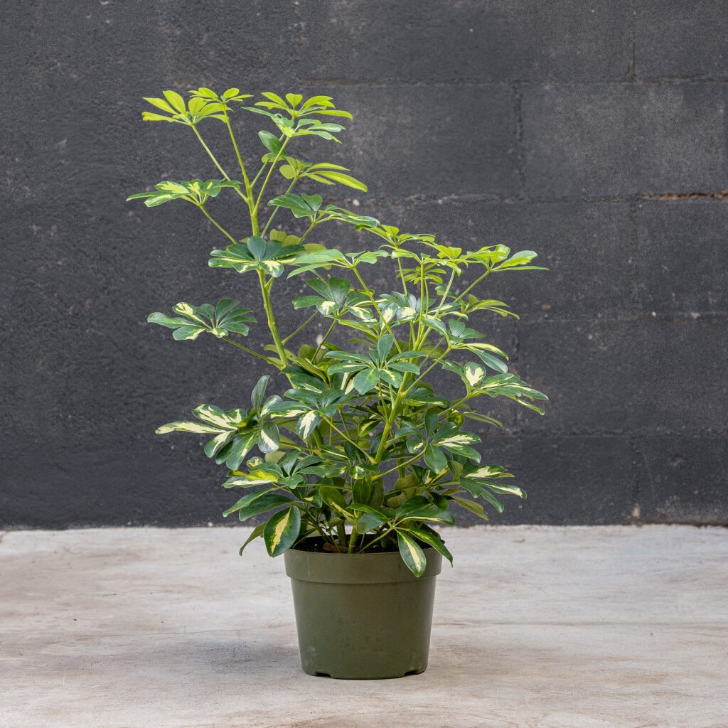 Schefflera Gold Capella Bush