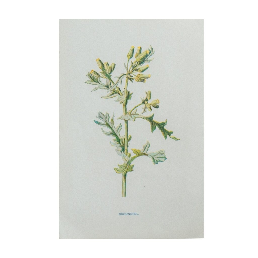 Vintage Botanical Illustration