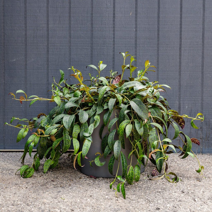Black Pagoda Lipstick Plant (Aeschynanthus longicaulis)