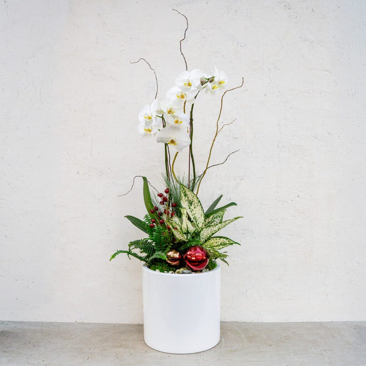 Holiday Orchid Arrangement