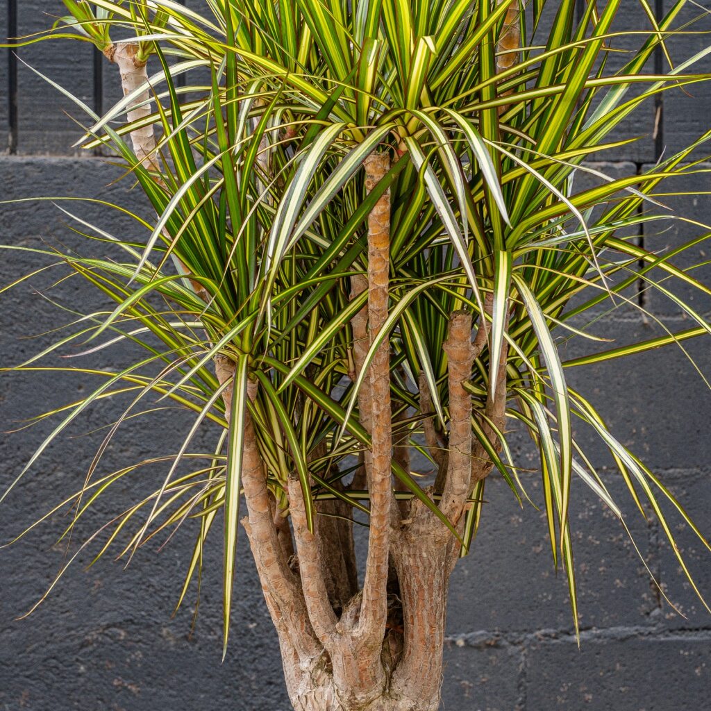 Dracaena Kiwi Stump (Dracaena reflexa ‘Kiwi’)