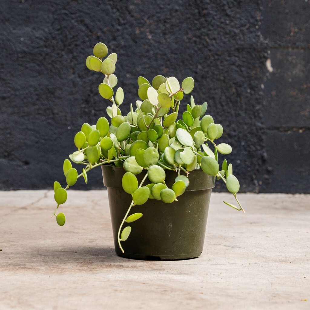Xerosicyos danguyi (Silver Dollar Vine)