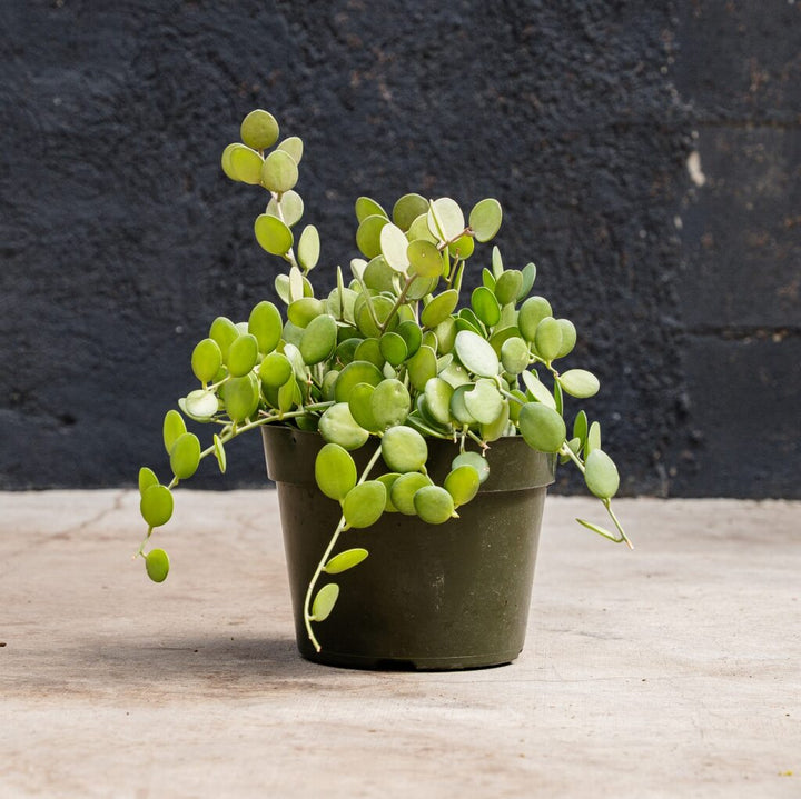 Xerosicyos danguyi (Silver Dollar Vine)