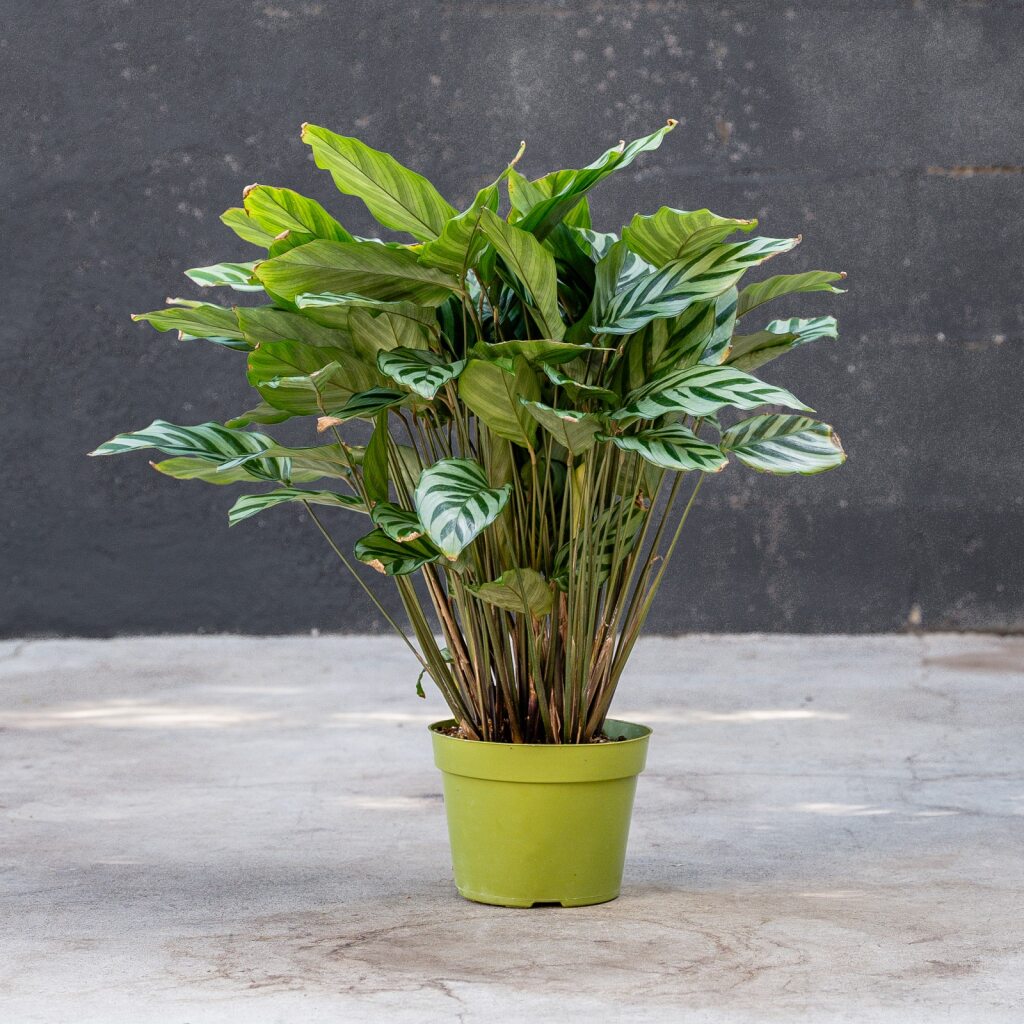 Calathea Freddie Prayer Plant (Concinna Calathea)