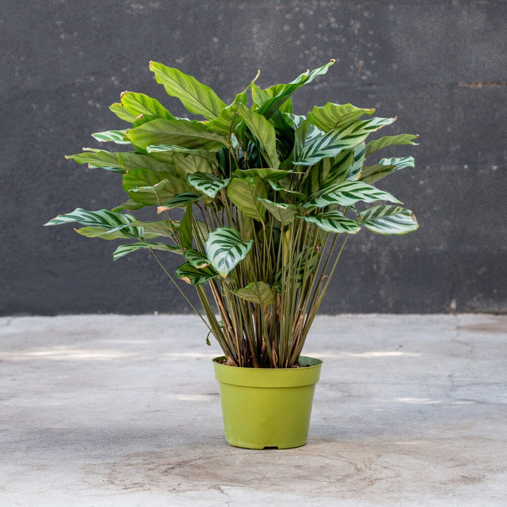 Calathea Freddie Prayer Plant (Concinna Calathea)