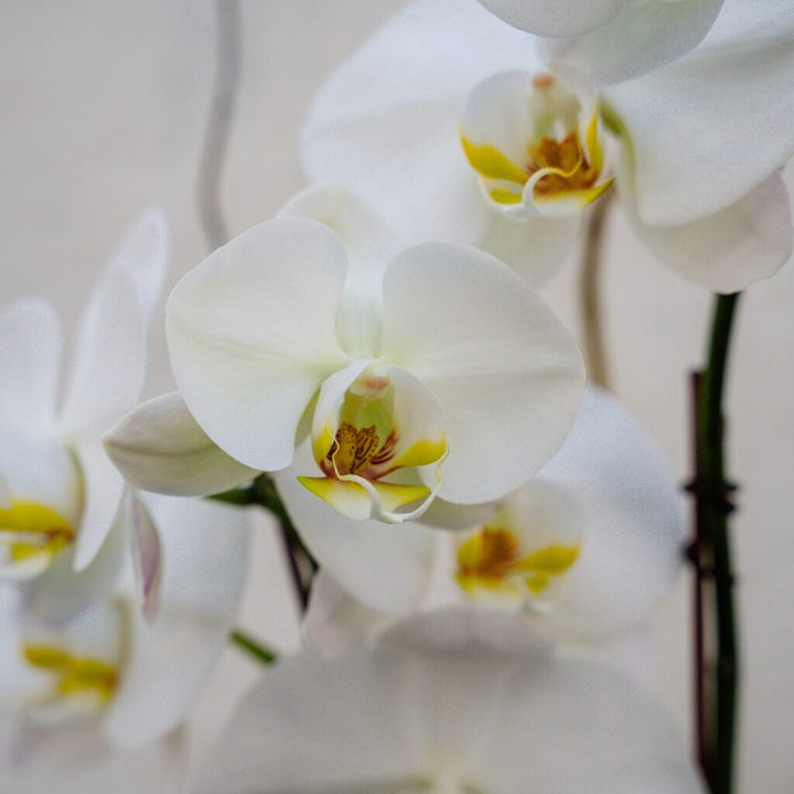 Holiday Orchid Arrangement