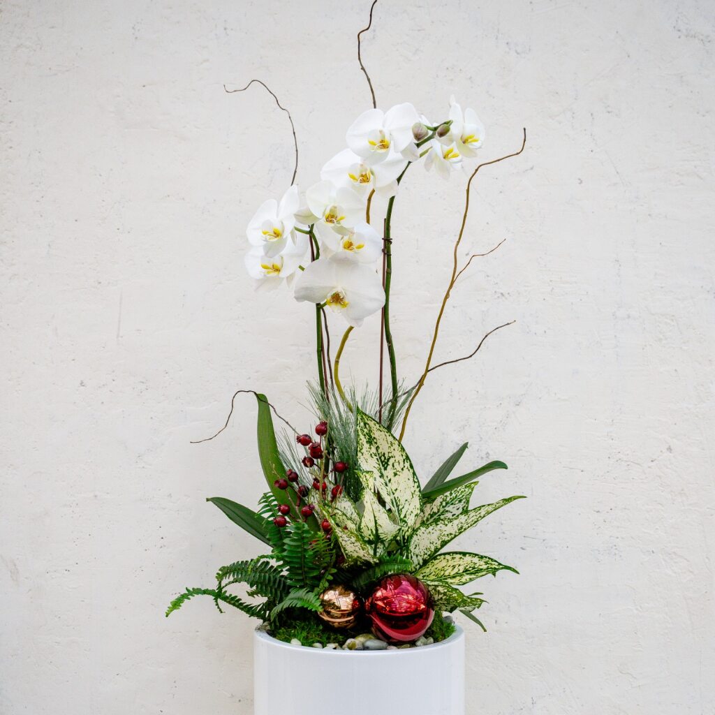 Holiday Orchid Arrangement