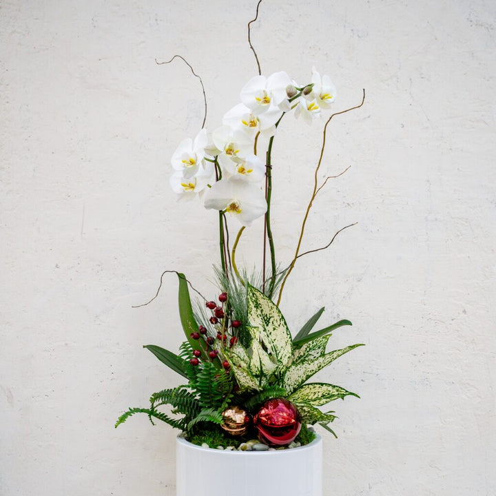 Holiday Orchid Arrangement