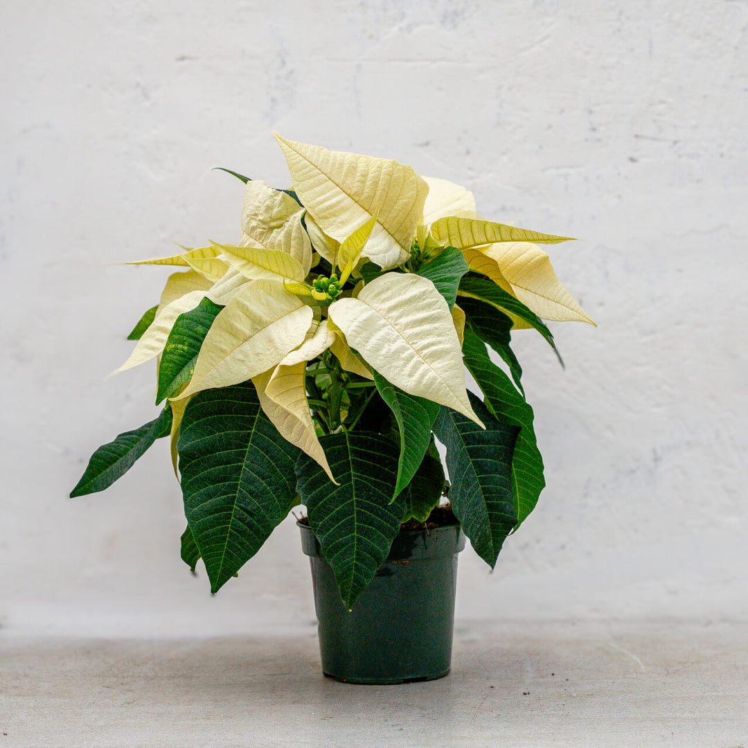 Poinsettia Classic White
