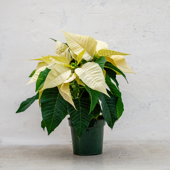 Poinsettia Classic White