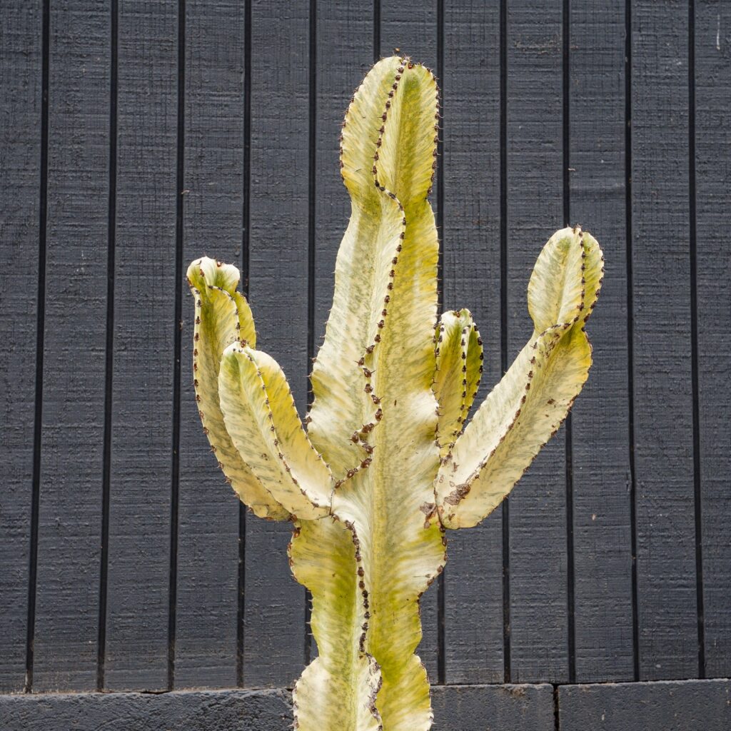 Euphorbia Ammak (Euphorbia ammak)