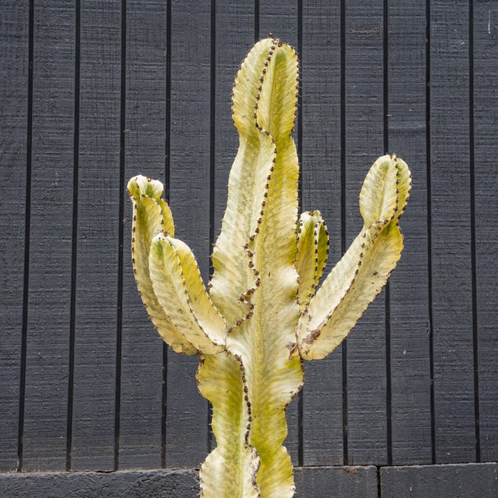 Euphorbia Ammak (Euphorbia ammak)