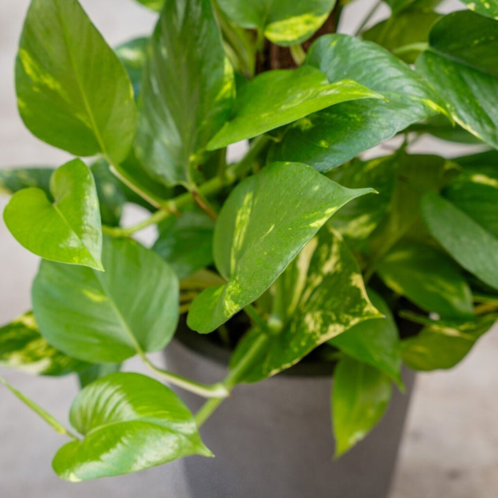 Pothos on Pole - Golden (Epipremnum Aureum)