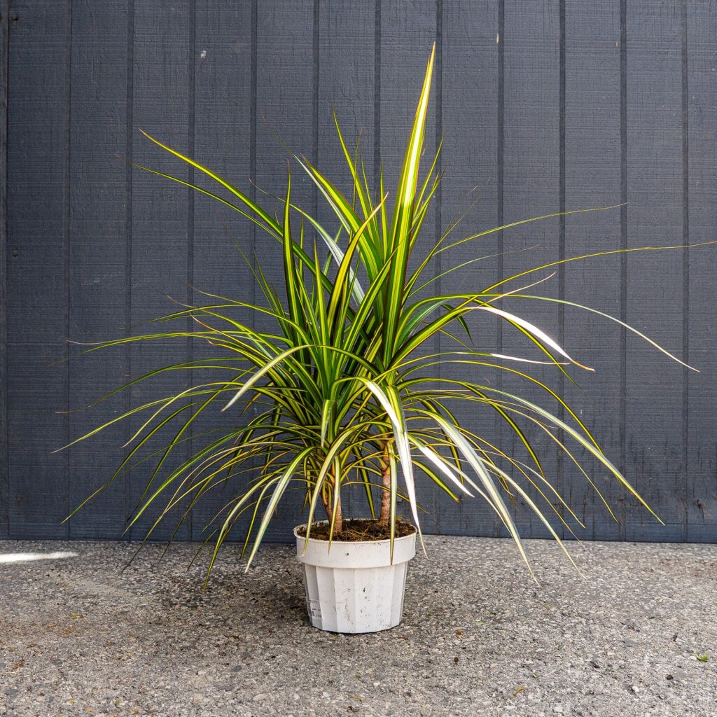 Sun Ray Dracaena (Dracaena marginata ‘Sun Ray’)