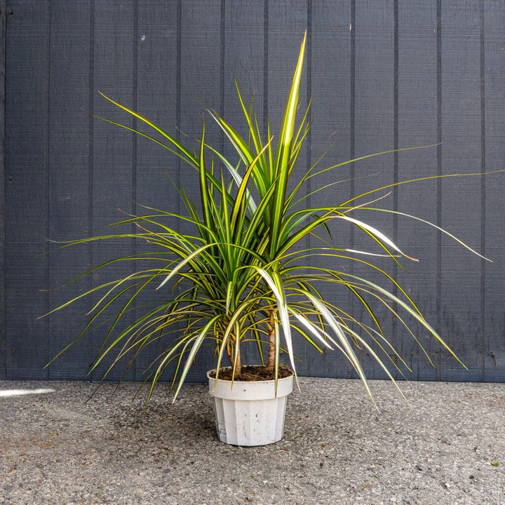 Sun Ray Dracaena (Dracaena marginata ‘Sun Ray’)