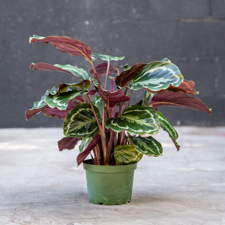 Calathea Medallion (Calathea veitchiana)