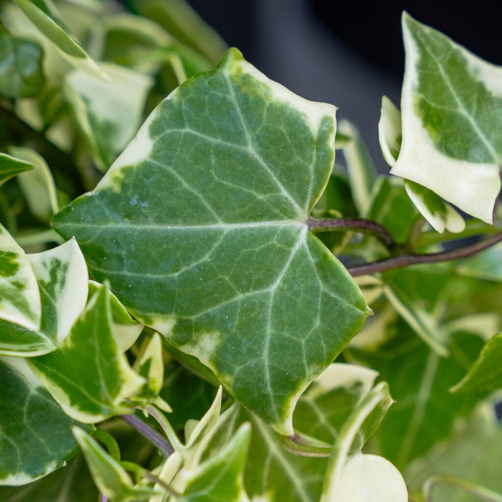 succulent ivy plant Ivy Senecio Wax (Senecio macroglossus)