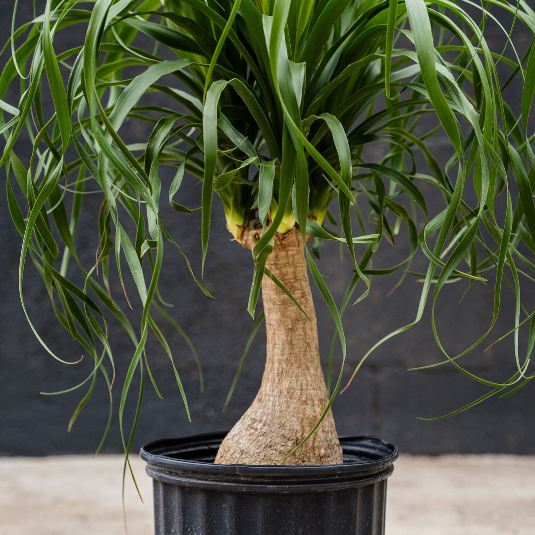 ponytail palm plant stand Ponytail Palm (Beaucarnea recurvata) – Rolling Greens