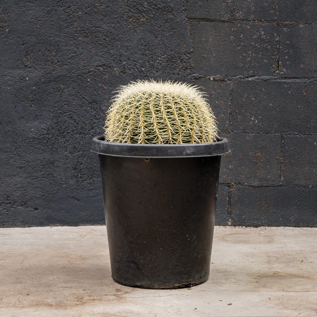 Golden Barrel Cactus (Echinocactus grusonii)