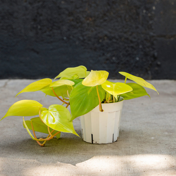 Philodendron Neon (Philodendron hederaceum 'Neon')