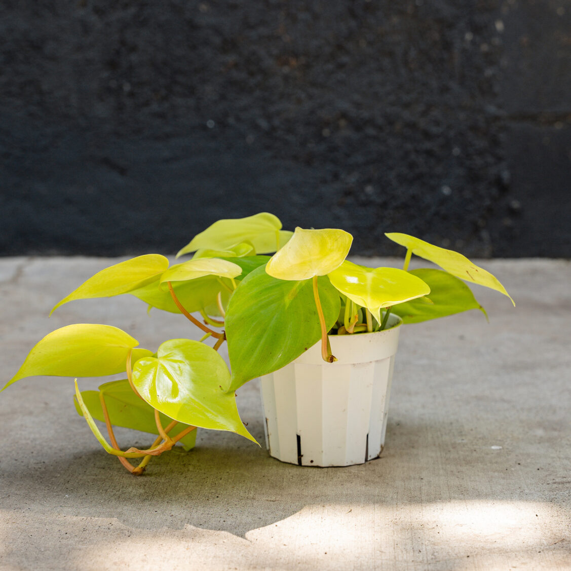 neon green philodendron Philodendron Neon (Philodendron Hederaceum 'Neon') – Rolling Greens