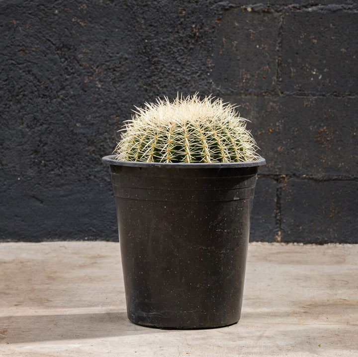 Golden Barrel Cactus (Echinocactus grusonii)