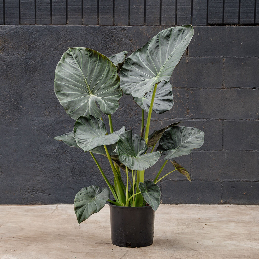 elephant ear plant alocasia regal shield Alocasia Regal Shields (Elephant Ear) 8 in