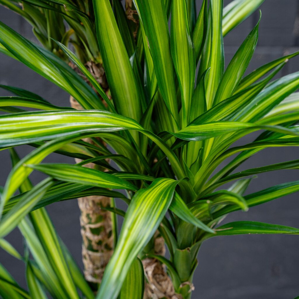 different kinds of dracaena plants Dracaena Randy (Dragon Plant) – Rolling Greens