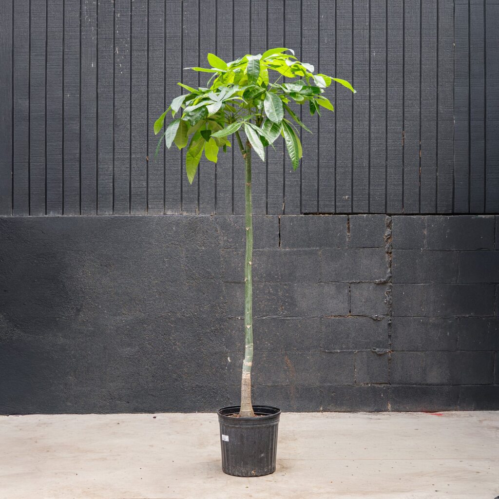Money Tree Stump (Pachira aquatica)