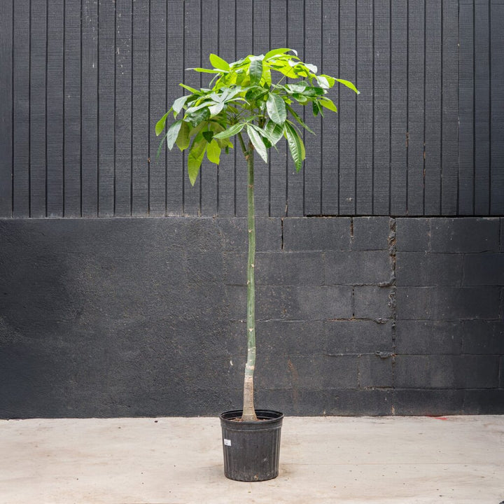 Money Tree Stump (Pachira aquatica)