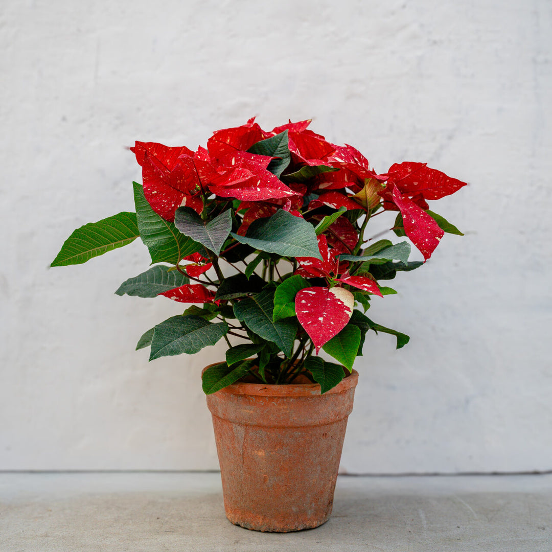 Poinsettia Superba New Glitter