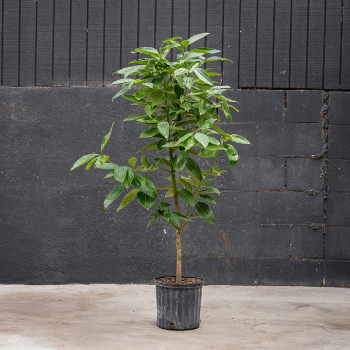 Canela Cinnamon Tree (Cinnamomum verum)