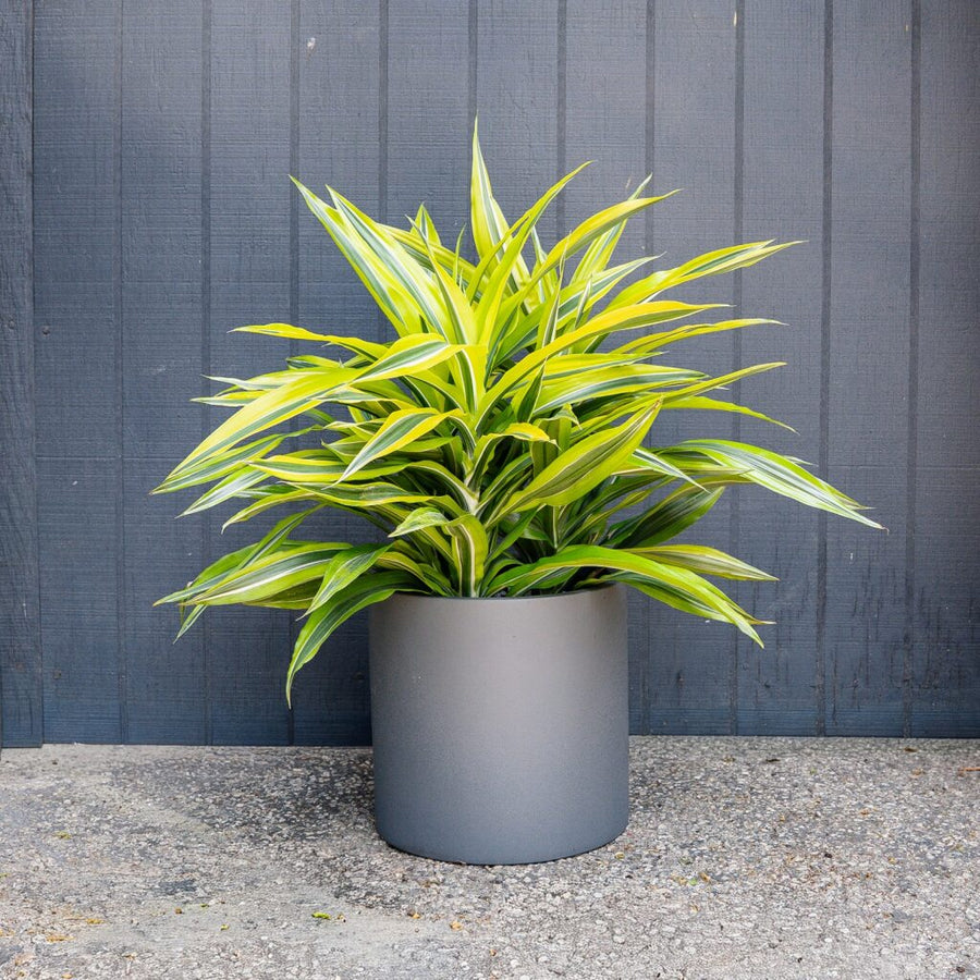 lemon lime dracaena leaves splitting Dracaena Green Stripe (Dracaena Deremensis) – Rolling Greens