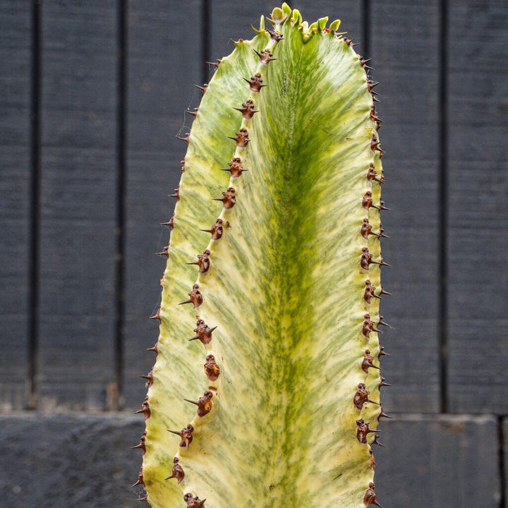 Euphorbia Ammak (Euphorbia ammak)