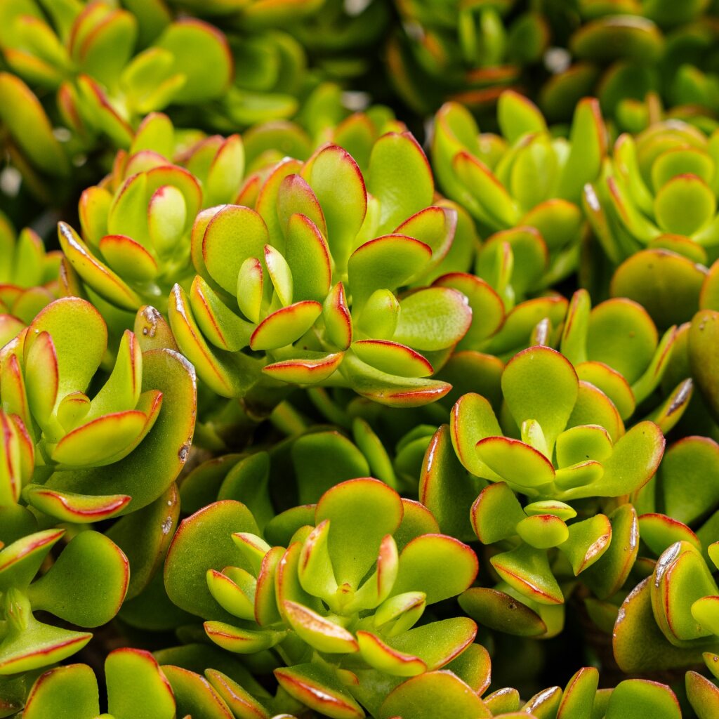 Crosby Jade (Crassula ovata Crosby’s Compacta)