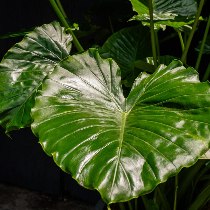 Giant Upright Elephant Ear (Alocasia Odora)