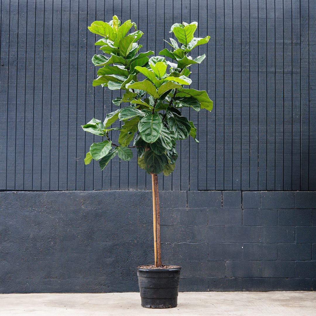 where to buy fiddle leaf fig ficus Ficus Lyrata Standard (Fiddle Leaf Fig) – Rolling Greens