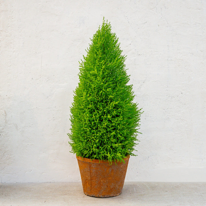 Lemon Cypress Topiary