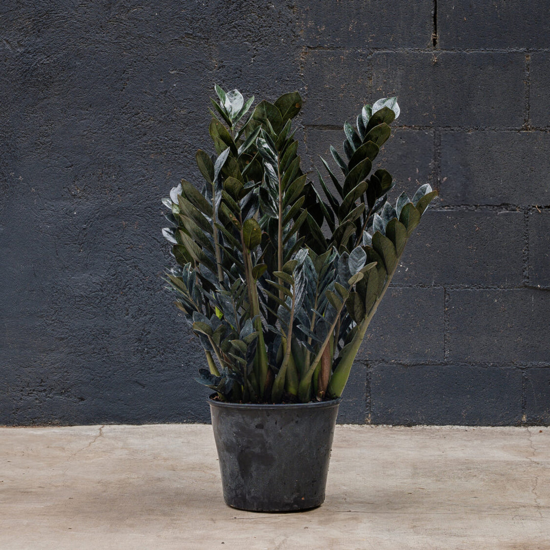full grown black zz plant ZZ plant (Zamioculcas Zamifolia) – Rolling Greens