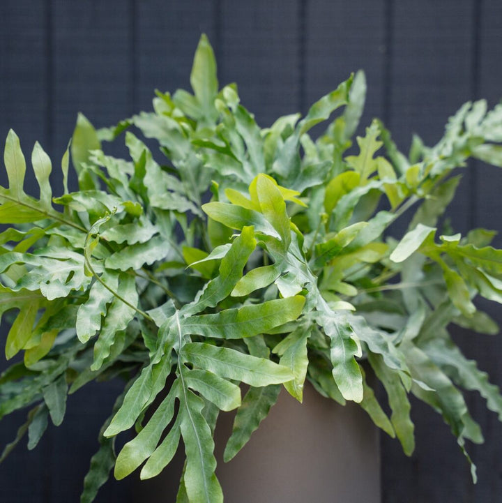 Blue Star Fern (Phlebodium aureum)